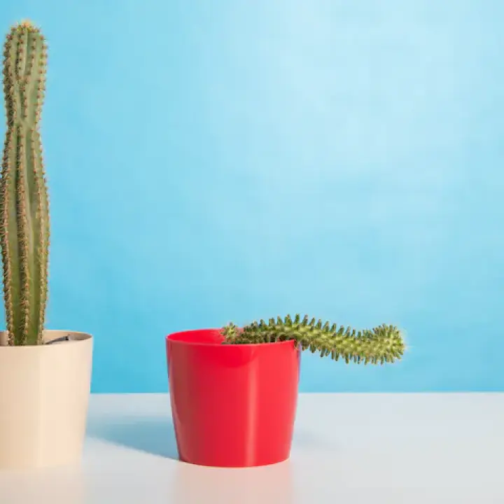 Erection Rings vs Delay Sprays – Which Lasts Longer in Bangladesh?