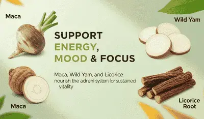 Support Energy, Mood & Focus