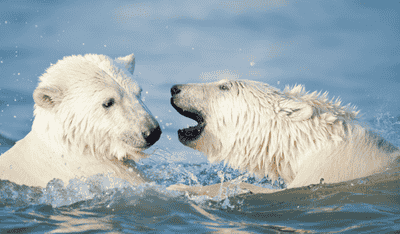 Traditional Peruvian Use