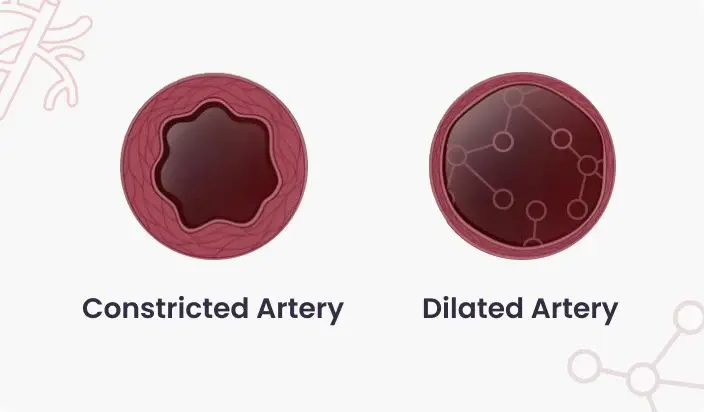 Boosts Blood Flow & Circulation